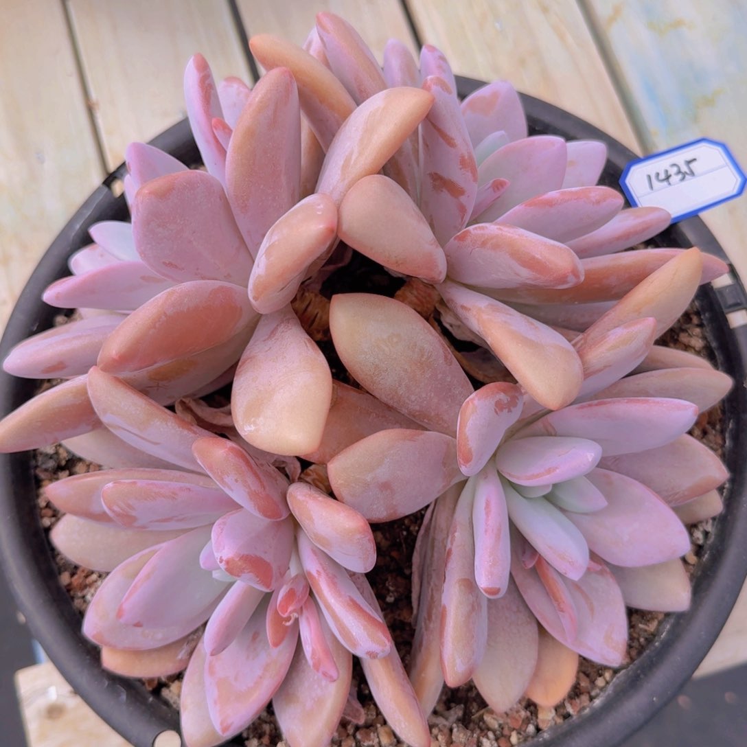 1435粉兔凡艺多肉