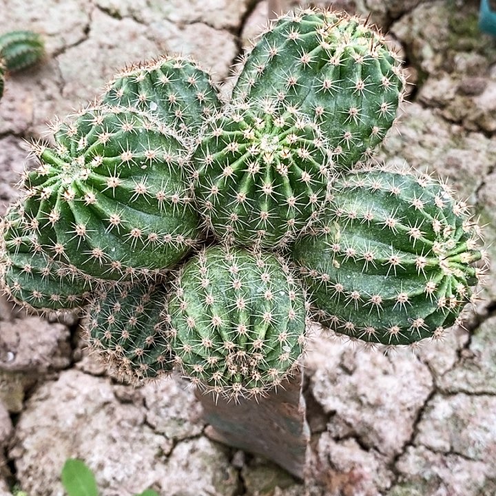 美*姐彩狡猾夫人/脱土脱盆20包邮/