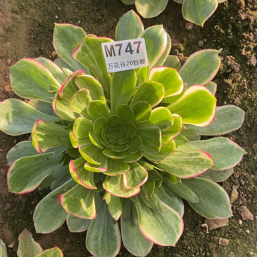 747莲花座多肉植物