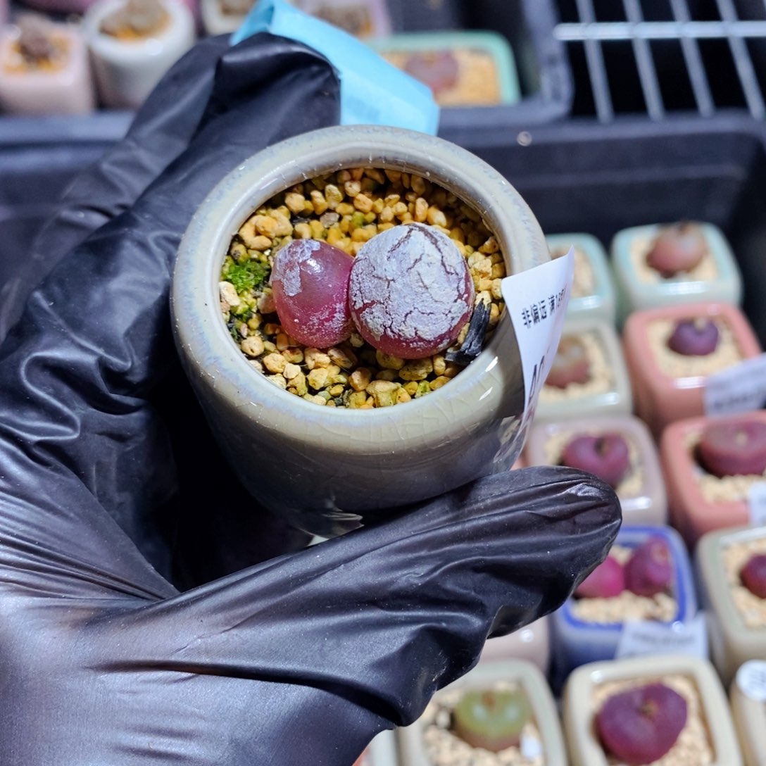 4961--一物一拍 带盆