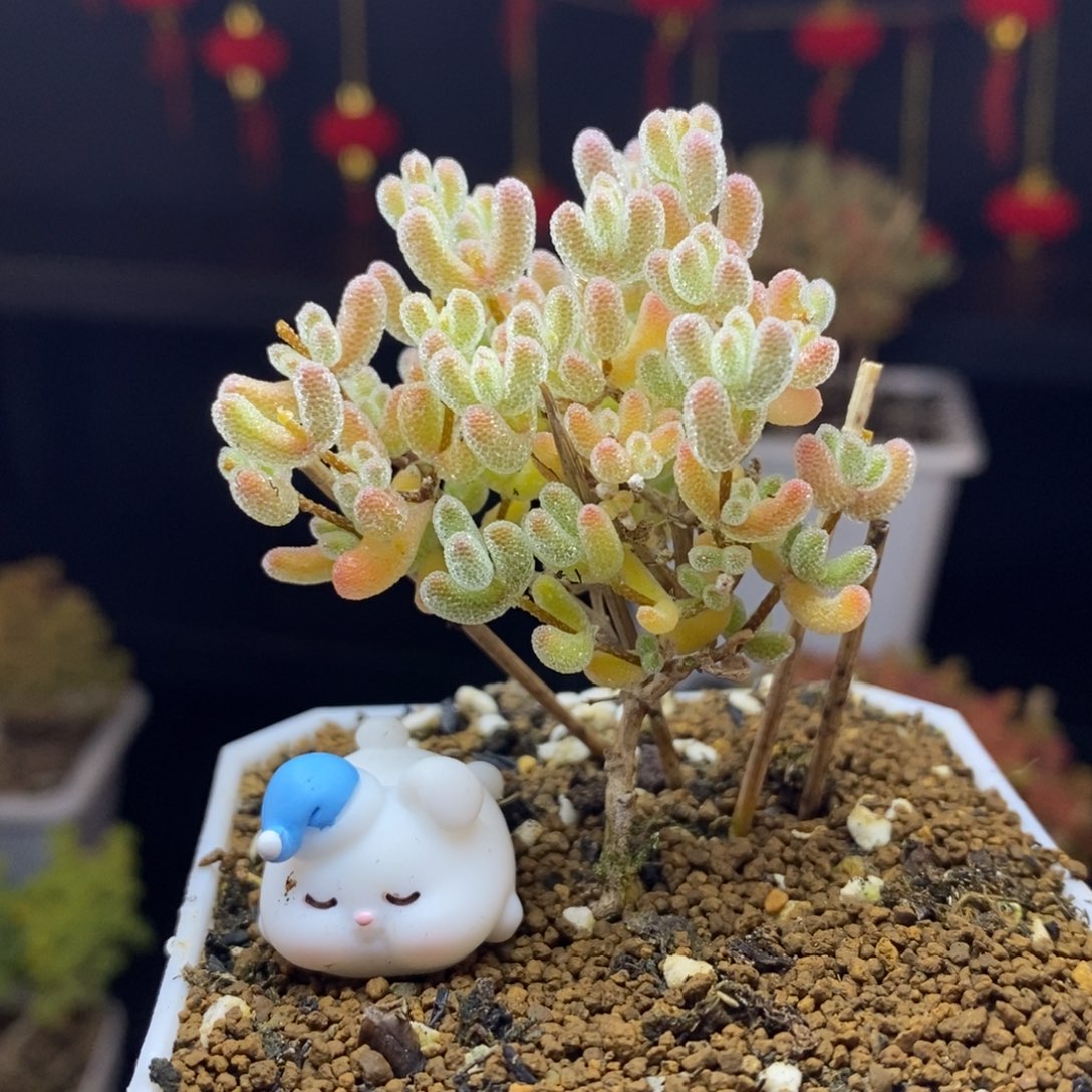 35号冰晶杂橙枝干多肉