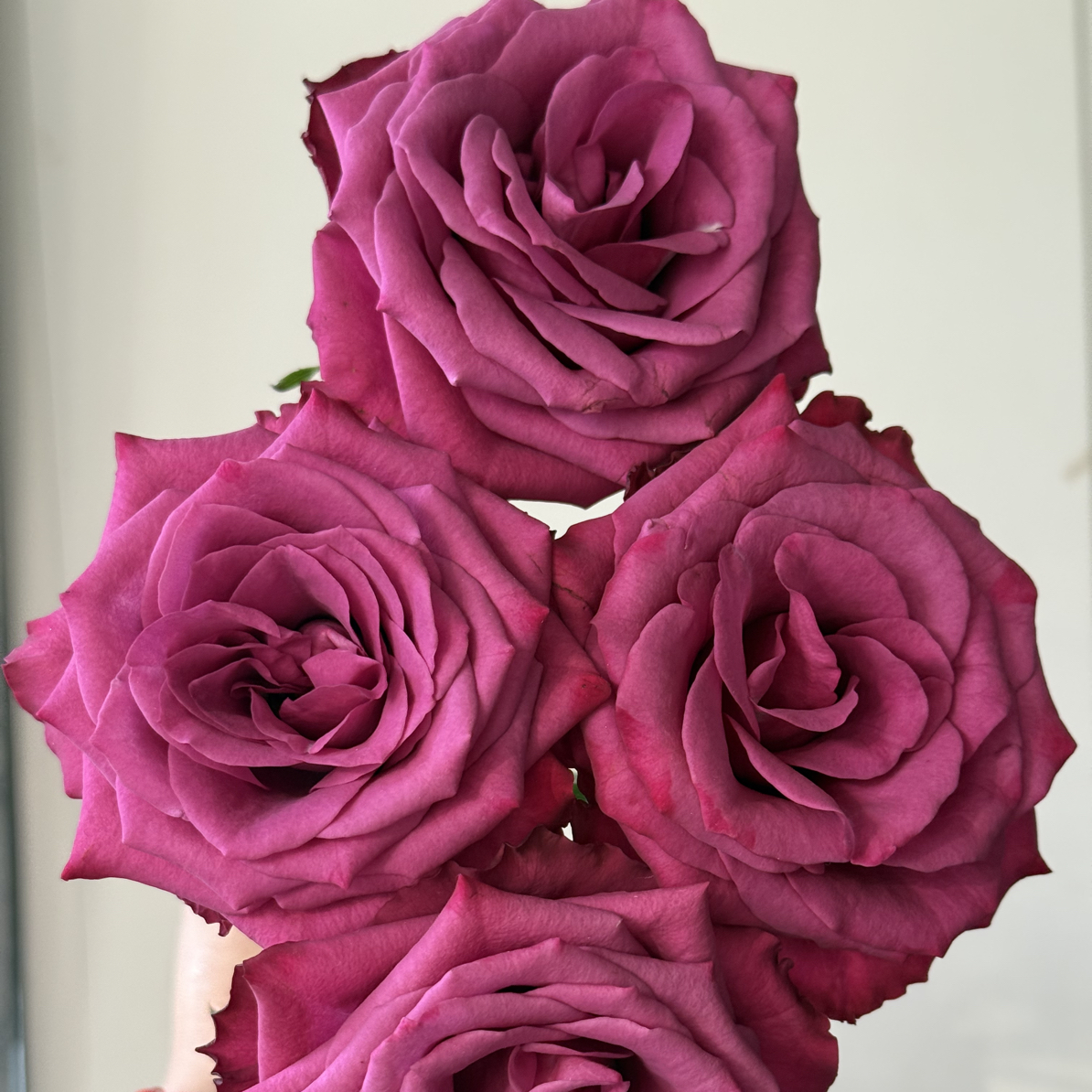 （绿光玫瑰）金标蓝莓10支！三件顺丰空运20%不售后