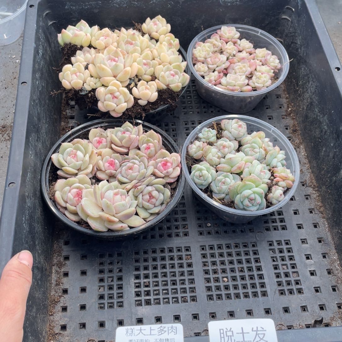 七***吗糕大上多肉植物526