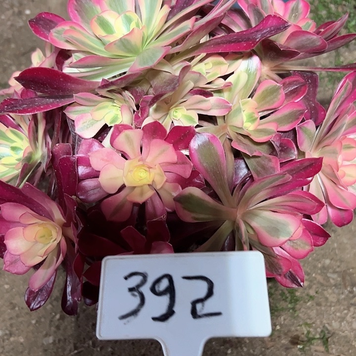 多肉植物美杜莎法师