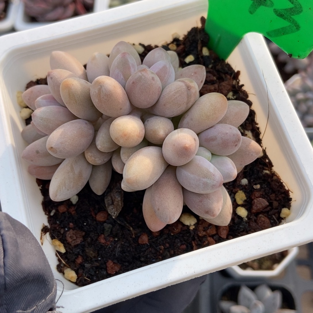 3143粉色恋人多肉植物