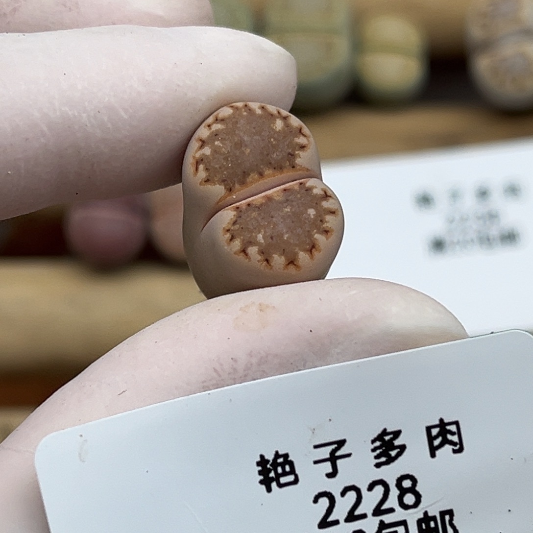 2228号一棵编号218饼干