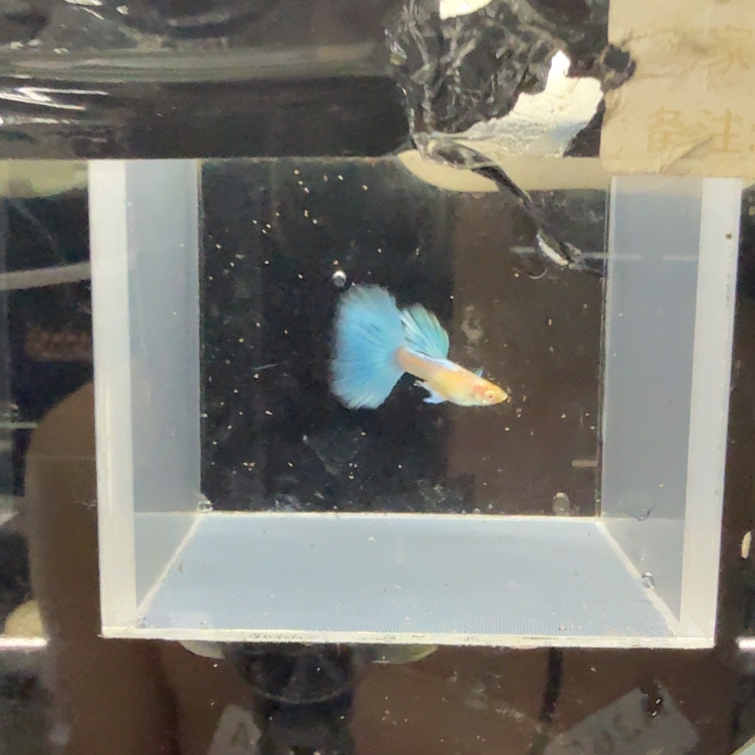 孔雀鱼蓝白半月尾一对