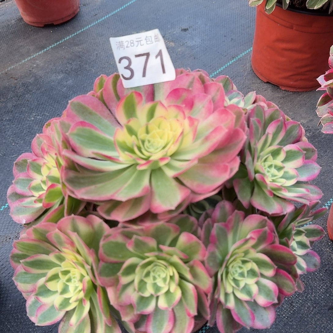 粉体玉芙蓉000000000000000371