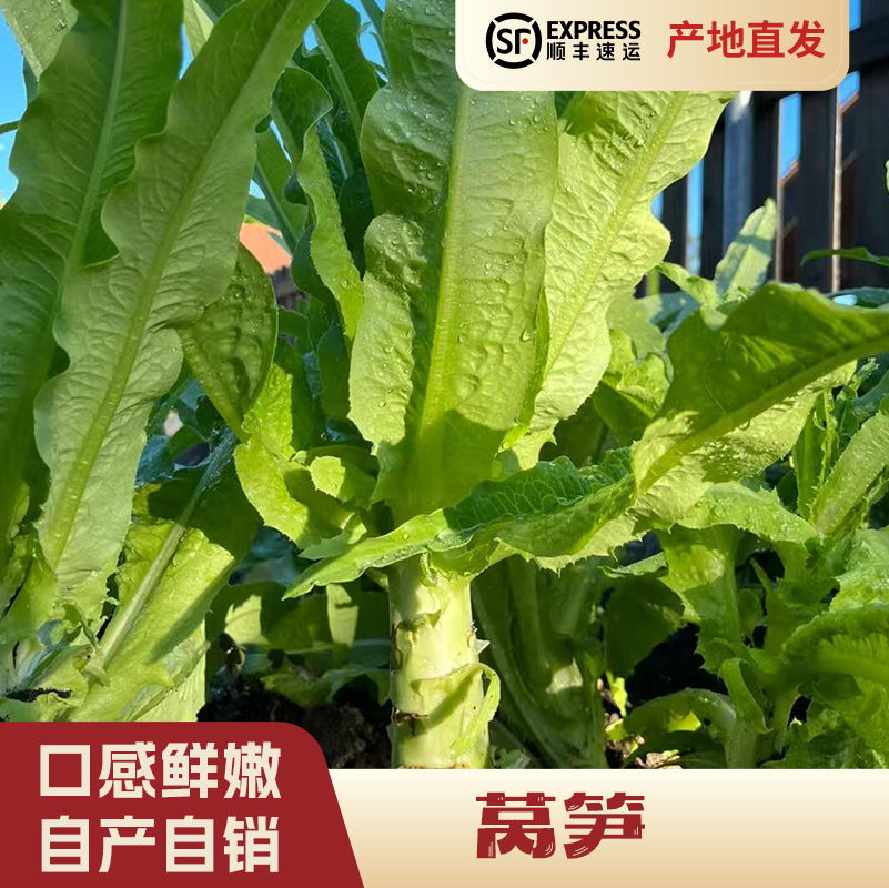 【发顺丰】农户自销5根莴笋
