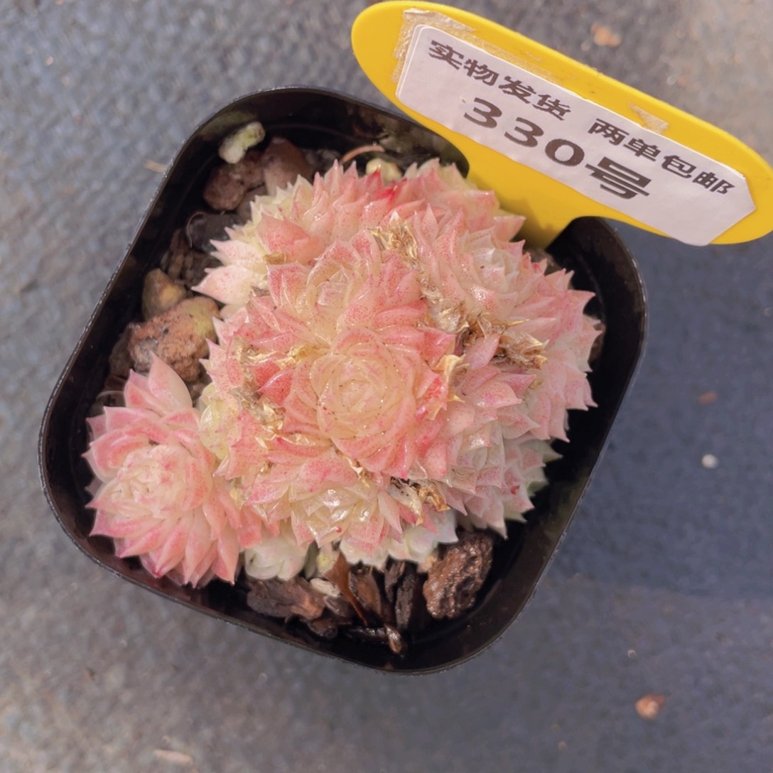 330号小脸粉麦秆群生一个不包整