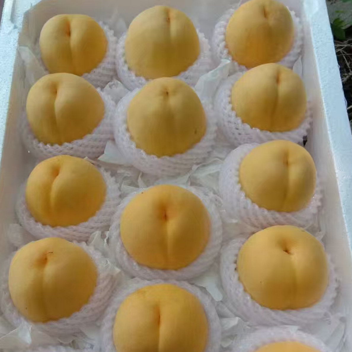 奇黄金甜黄桃六月初上市