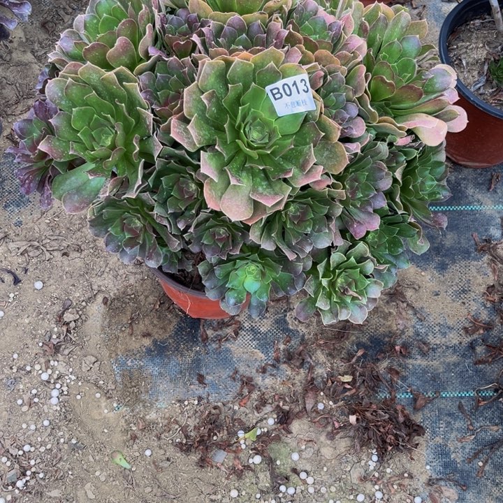 013玫瑰多肉法师不包断枝