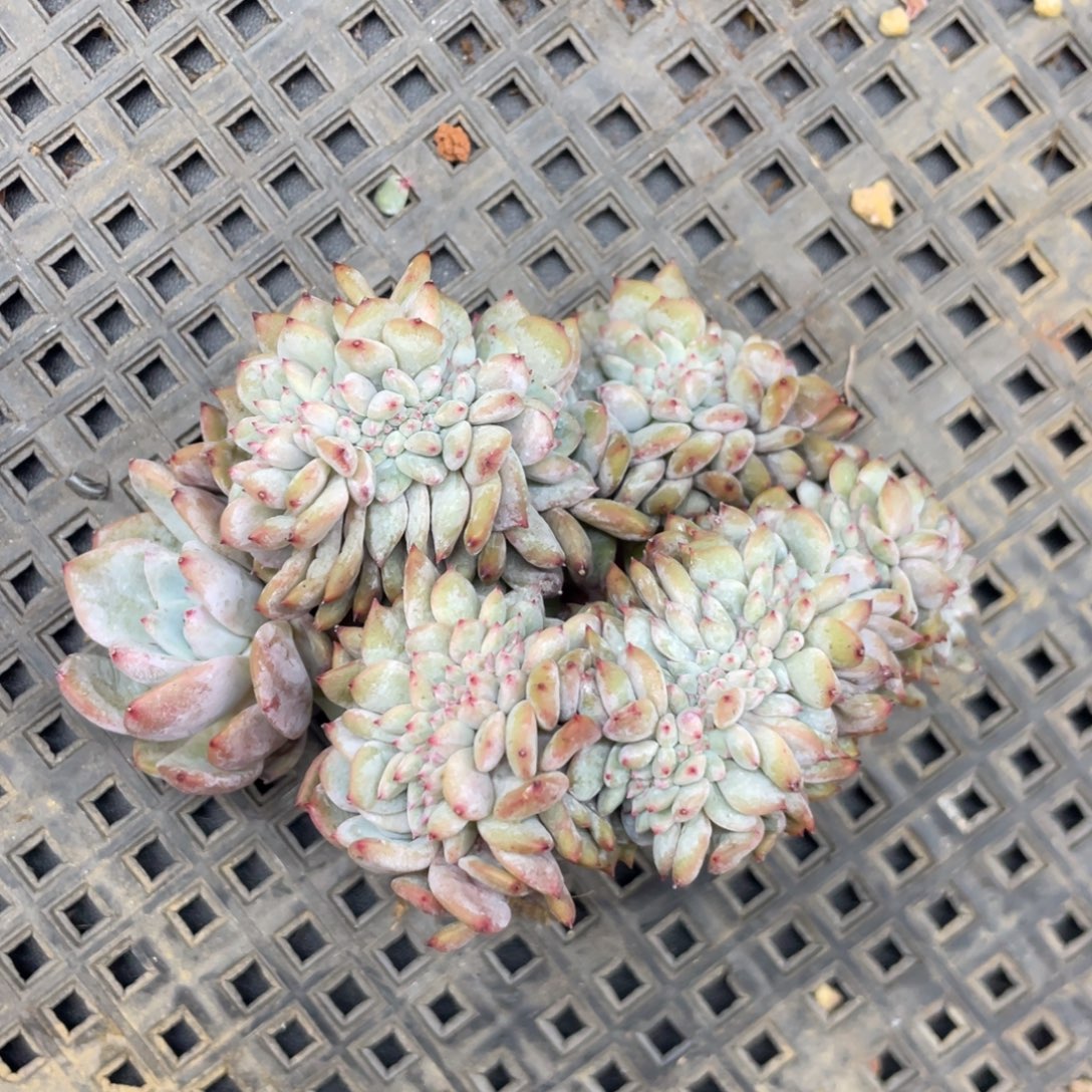 石榴子星影缀化瑕疵106