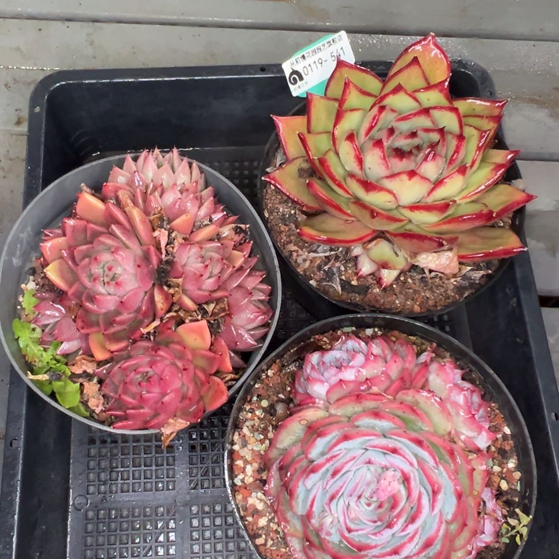 多肉精选编号0119.541