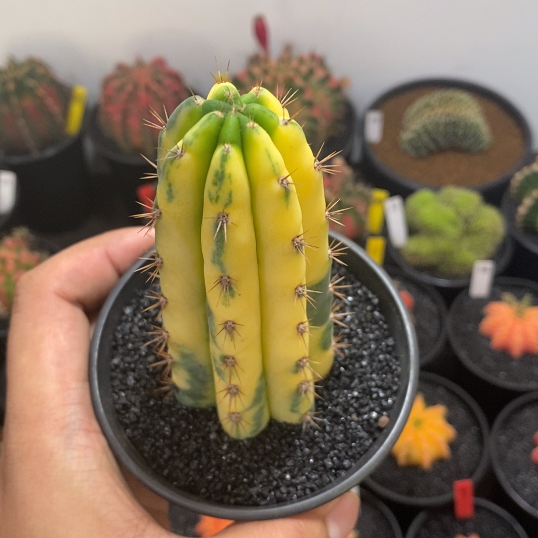 多闻柱锦——带盆土发货