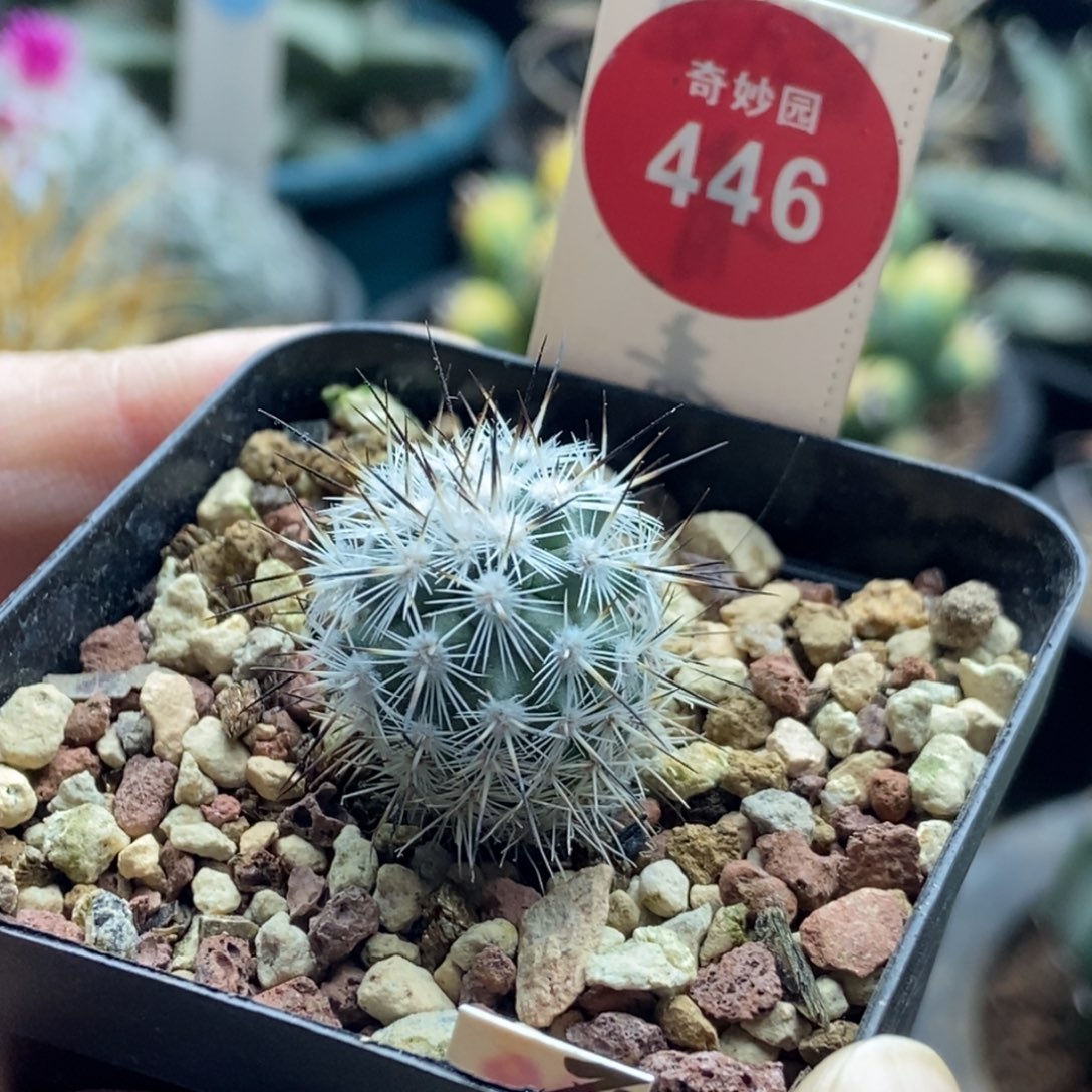 实生带中刺巨绯雷克娇丽1.9cm