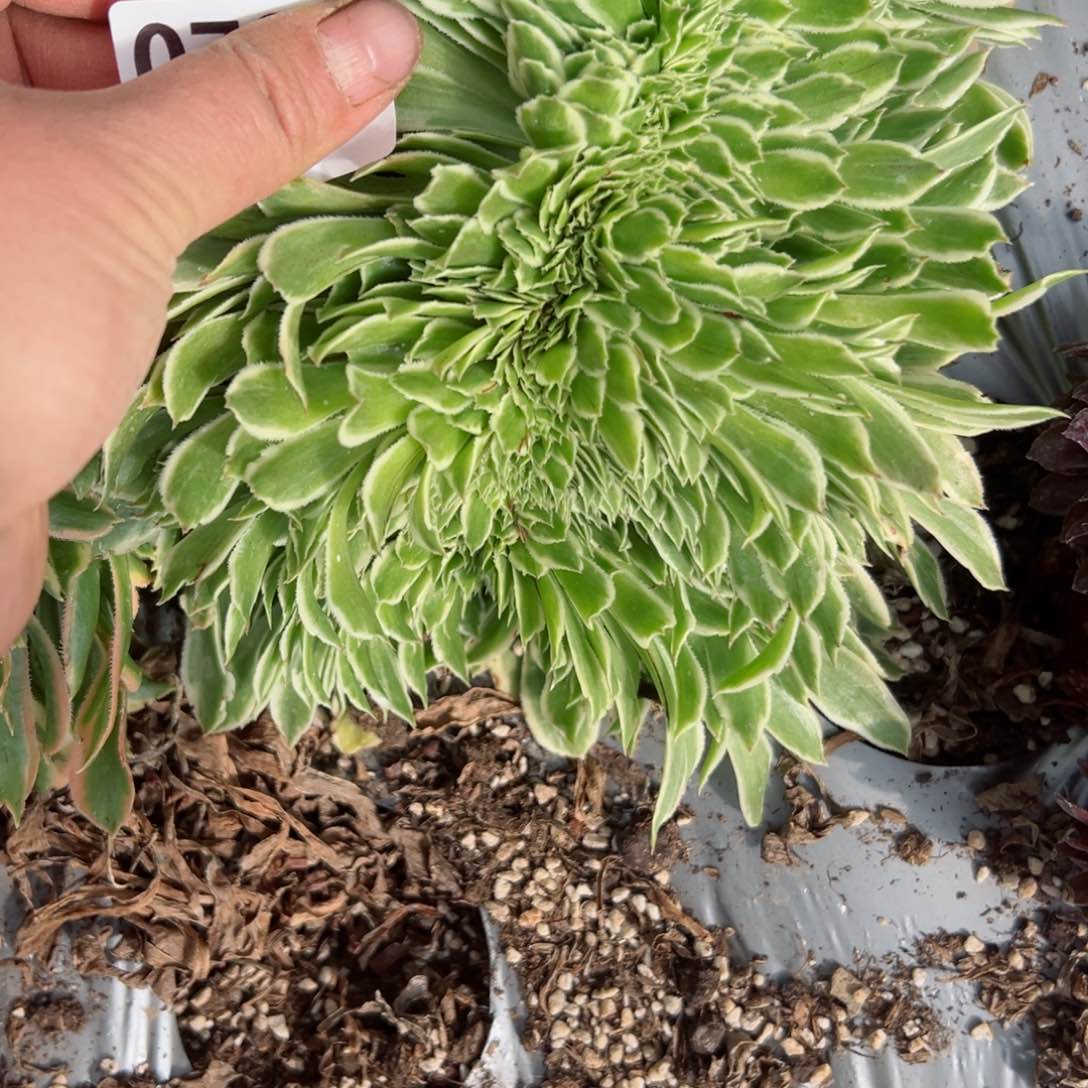 738 号多肉植物法师新年福利