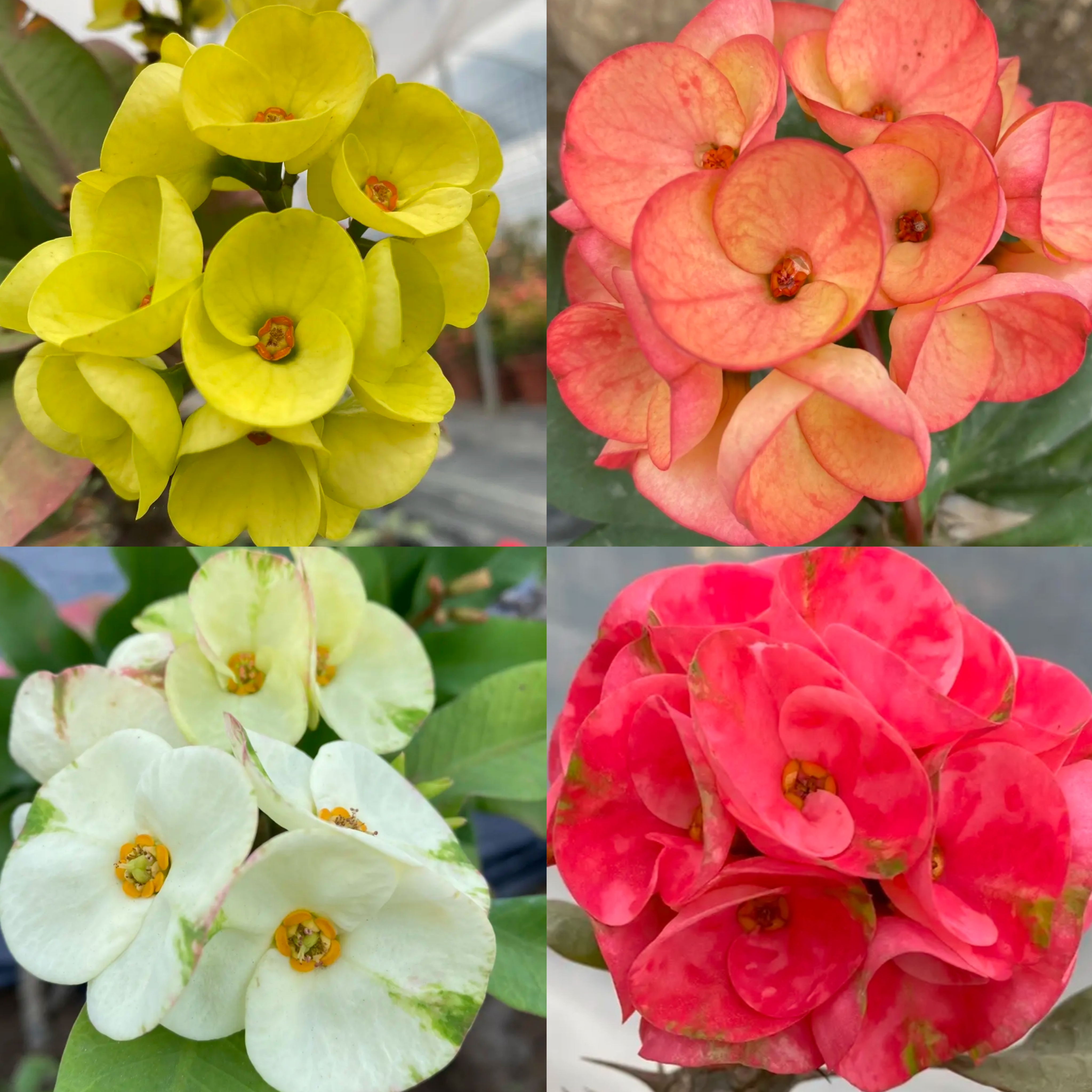 虎刺梅直播一物一拍泰系大花美花大戟