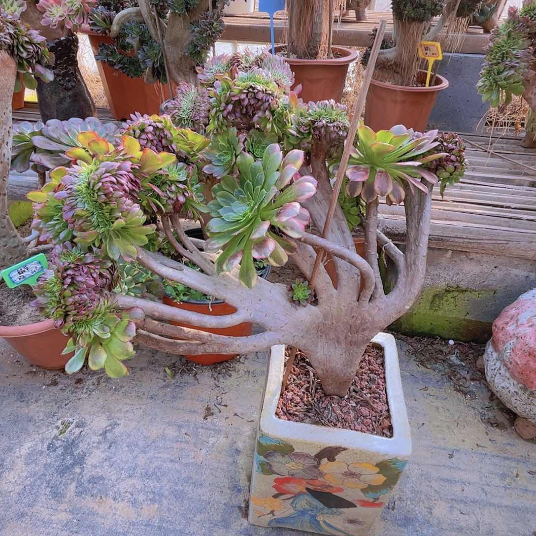 【闪购商品】无花朵嘉年华