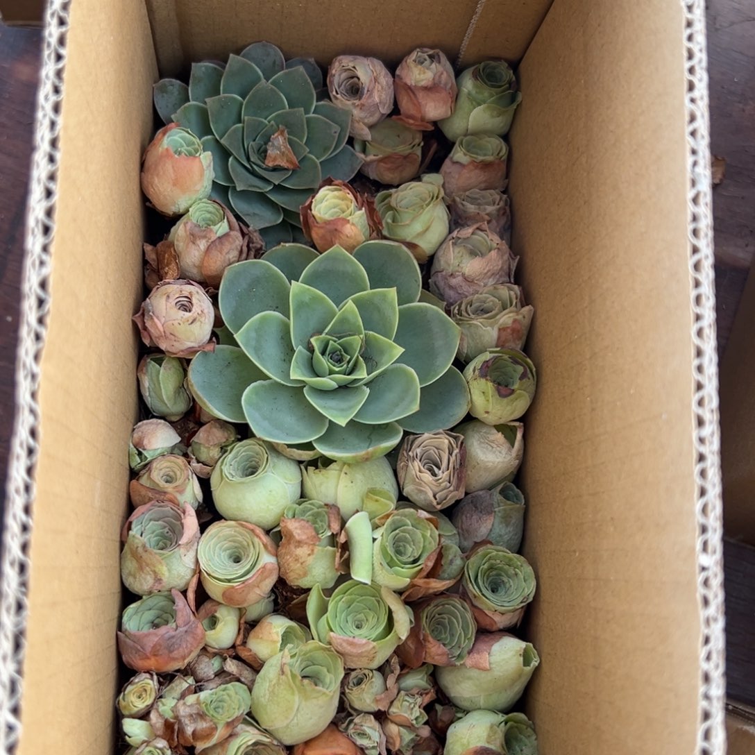 杨509 山地玫瑰清货福利不售后