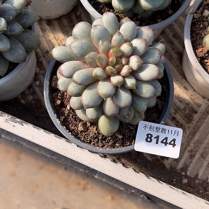 阿雅园艺。        8144葡萄