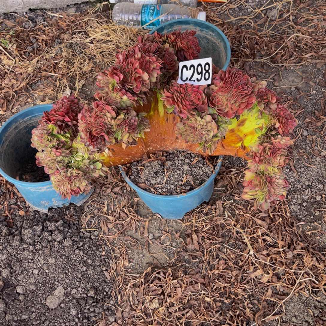 抹茶法师32///31包邮