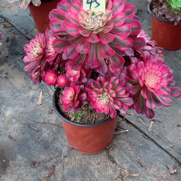 45红铜白多肉一物一拍～