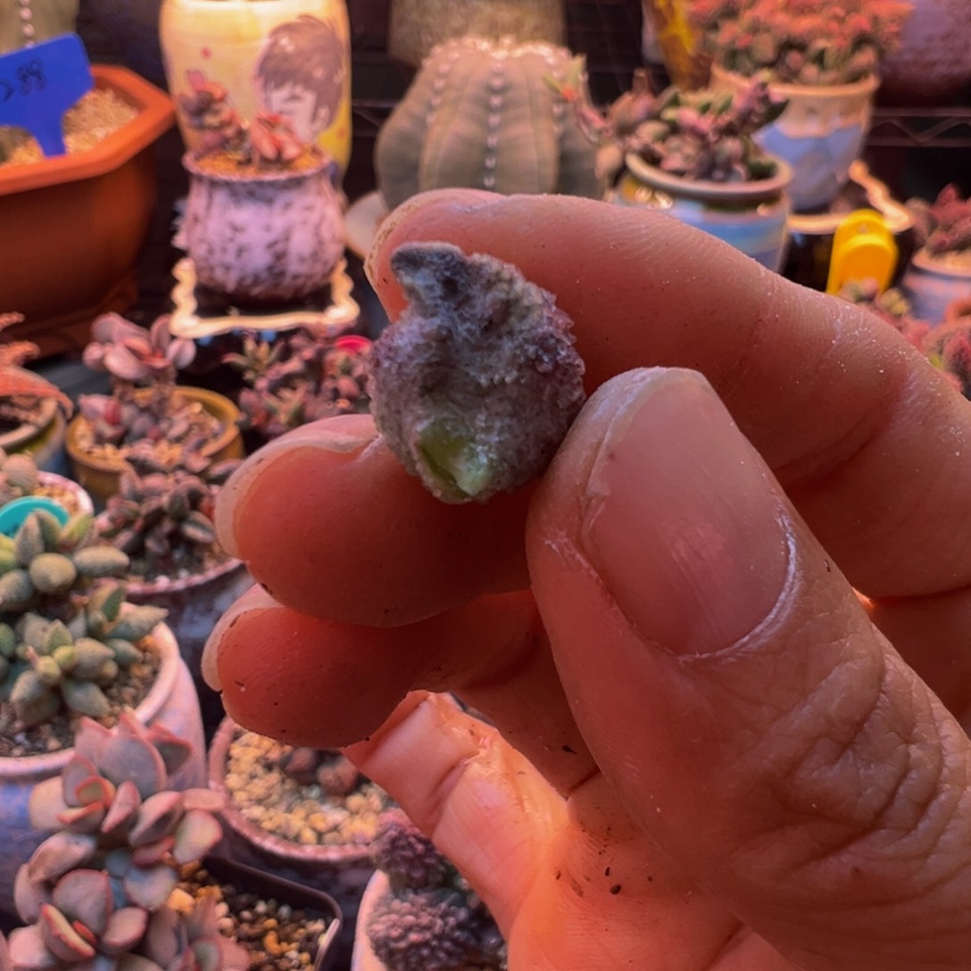 风****好吧好嘛好吧我的宝我