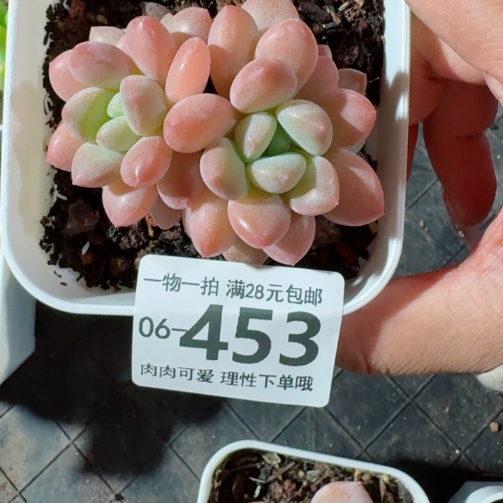 花斑鹿多肉多肉多肉多肉多肉