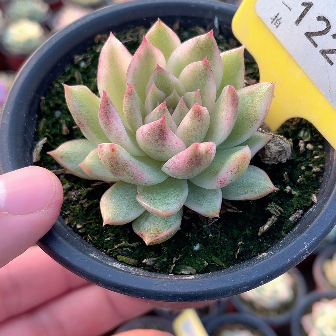 绿水晶锦1226号多肉