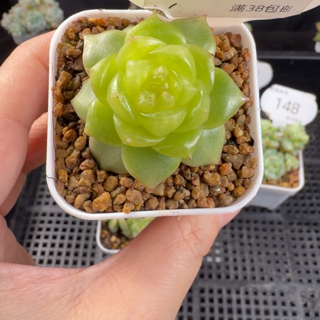 玻璃珍妮单头一颗168号