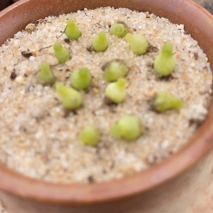 小葫芦一颗小葫芦