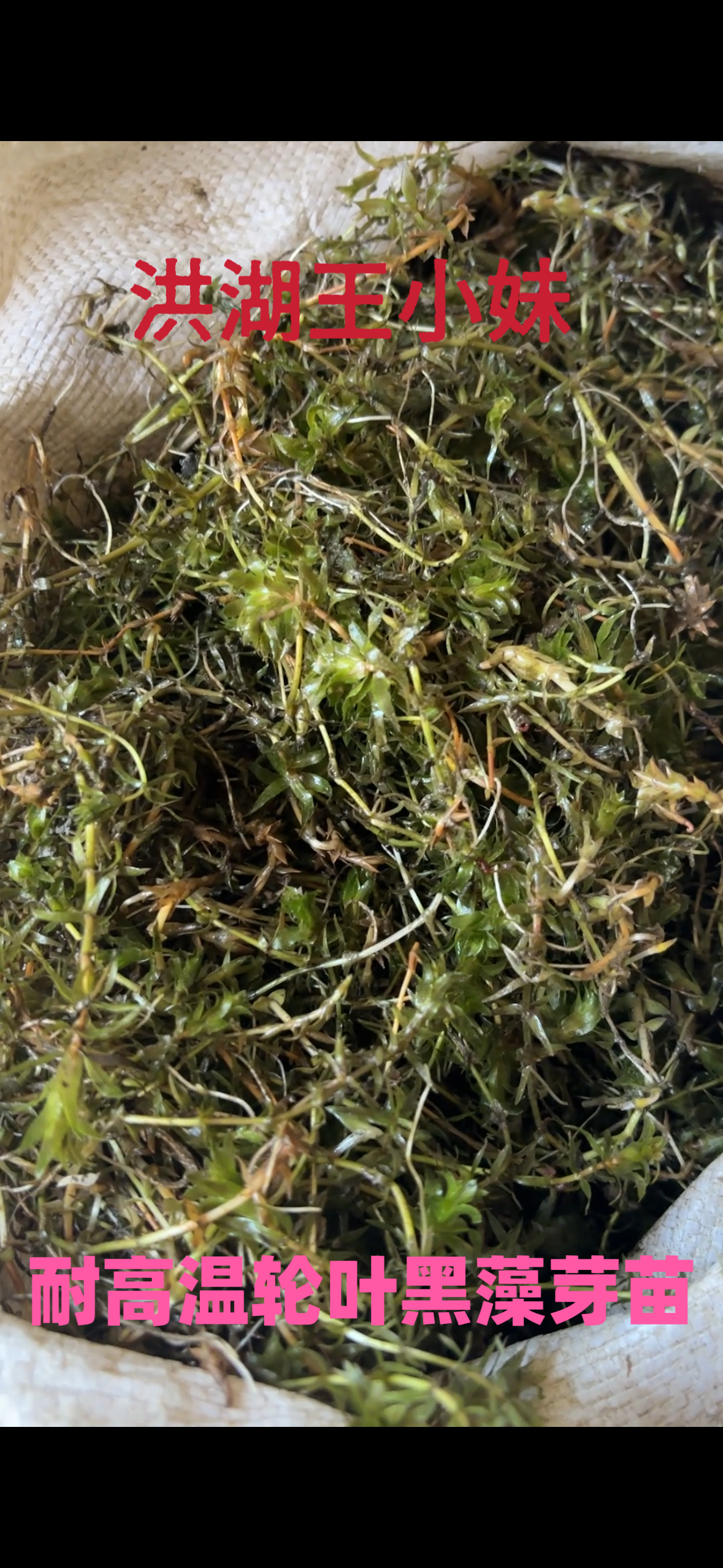 耐高温轮叶黑藻嫩芽苗灯笼草种虾蟹养殖专用水草