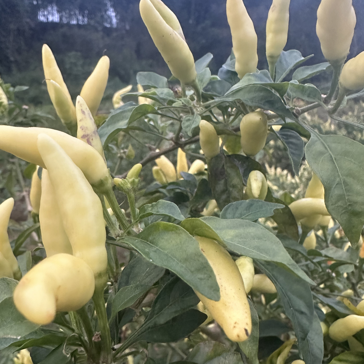 农家自种超辣野山椒泡椒