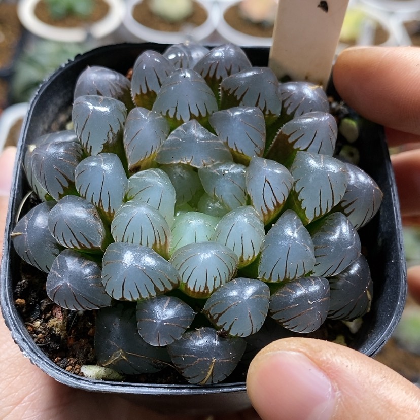 【闪购商品】20紫肌