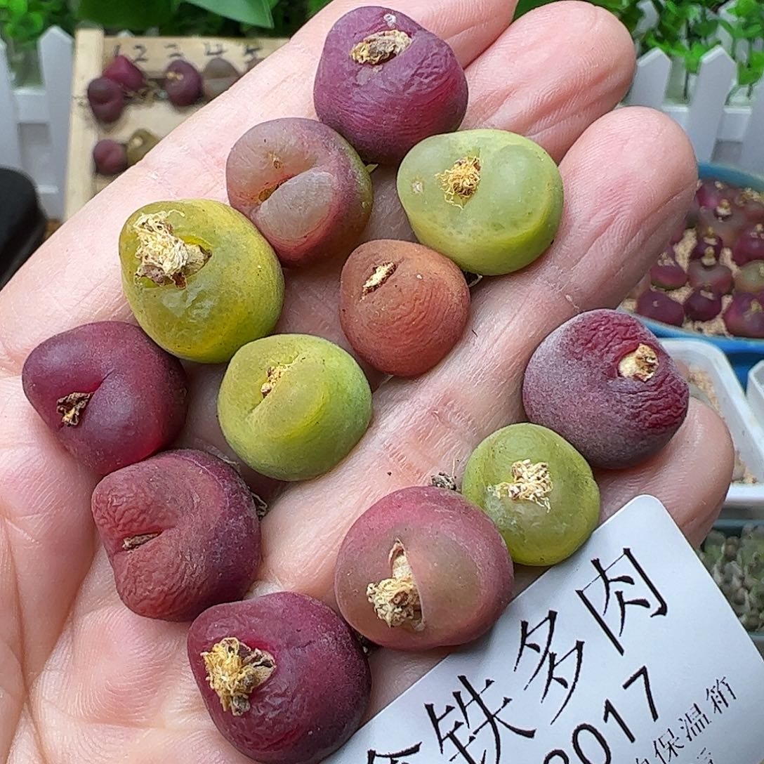 113017/拿铁多肉植物馆