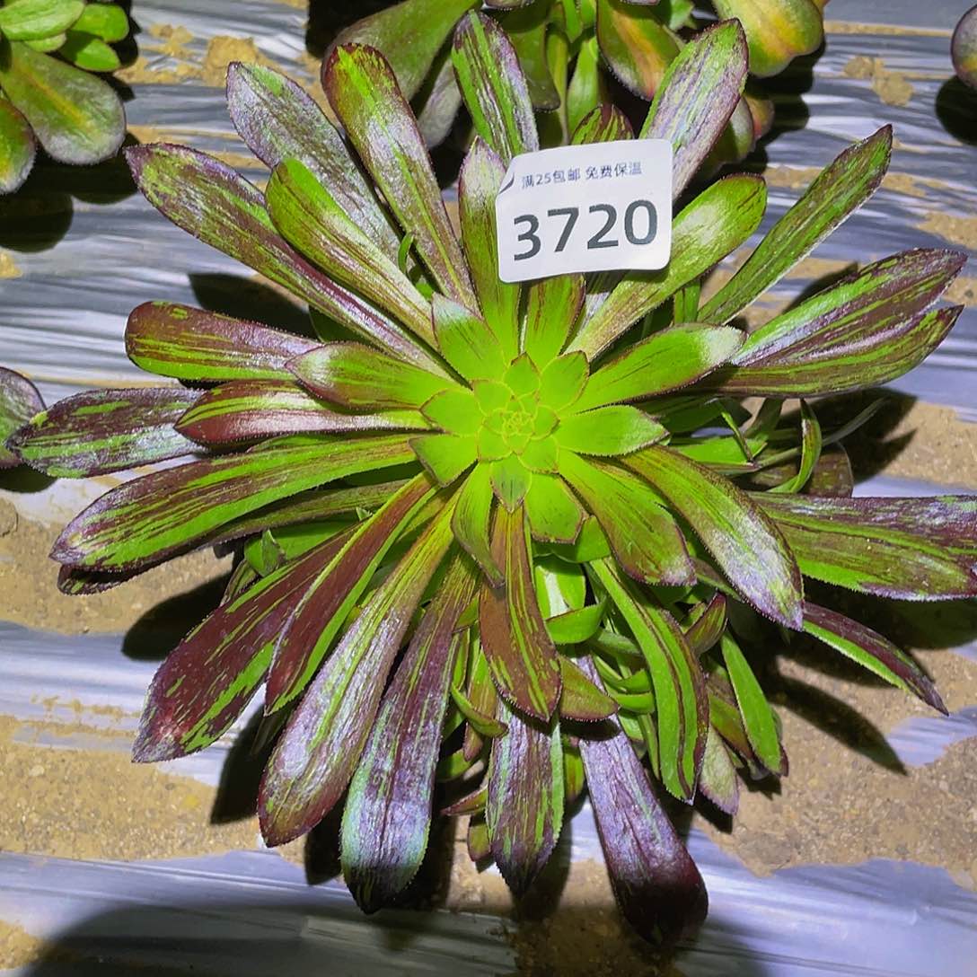 3720水墨丹青多肉植物