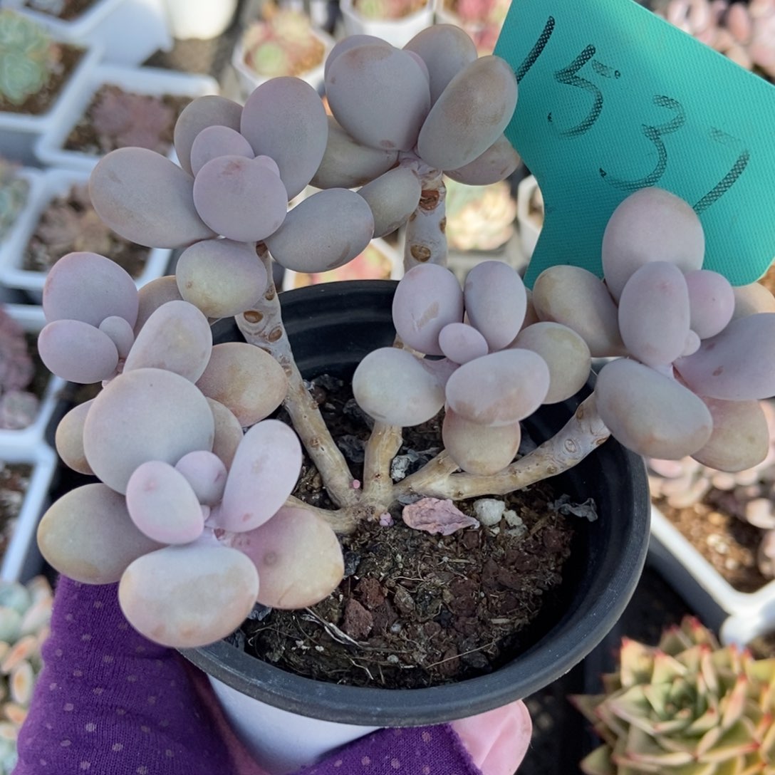 1537桃蛋多肉植物保护^_^