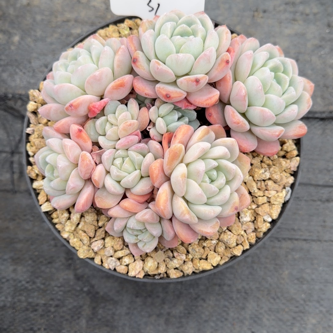 一物一拍精控玉蝴蝶31