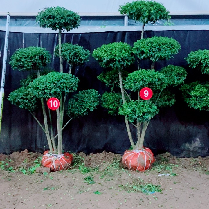 不开花植物一物一拍一物一拍