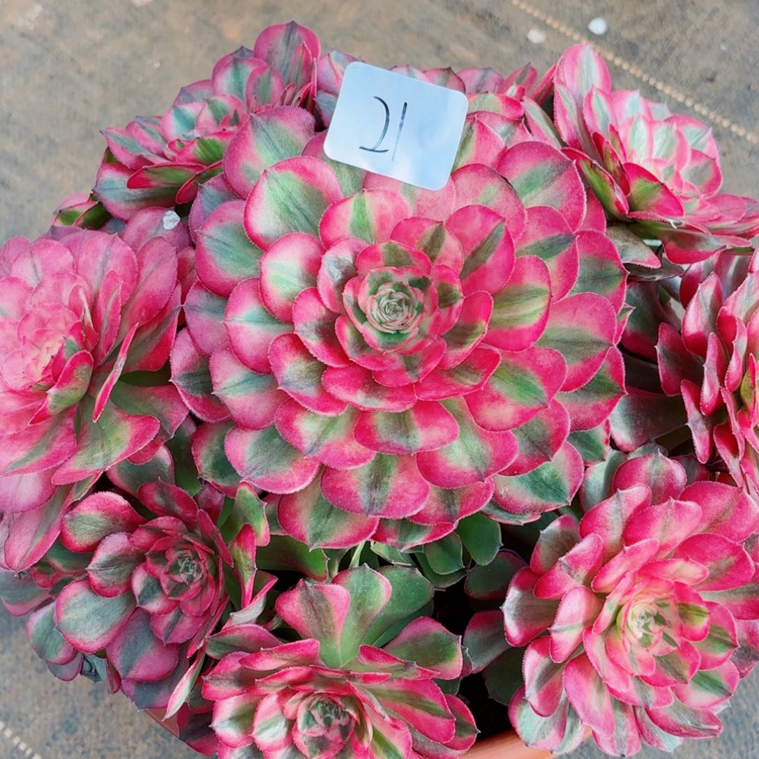 一物一物多肉法师21