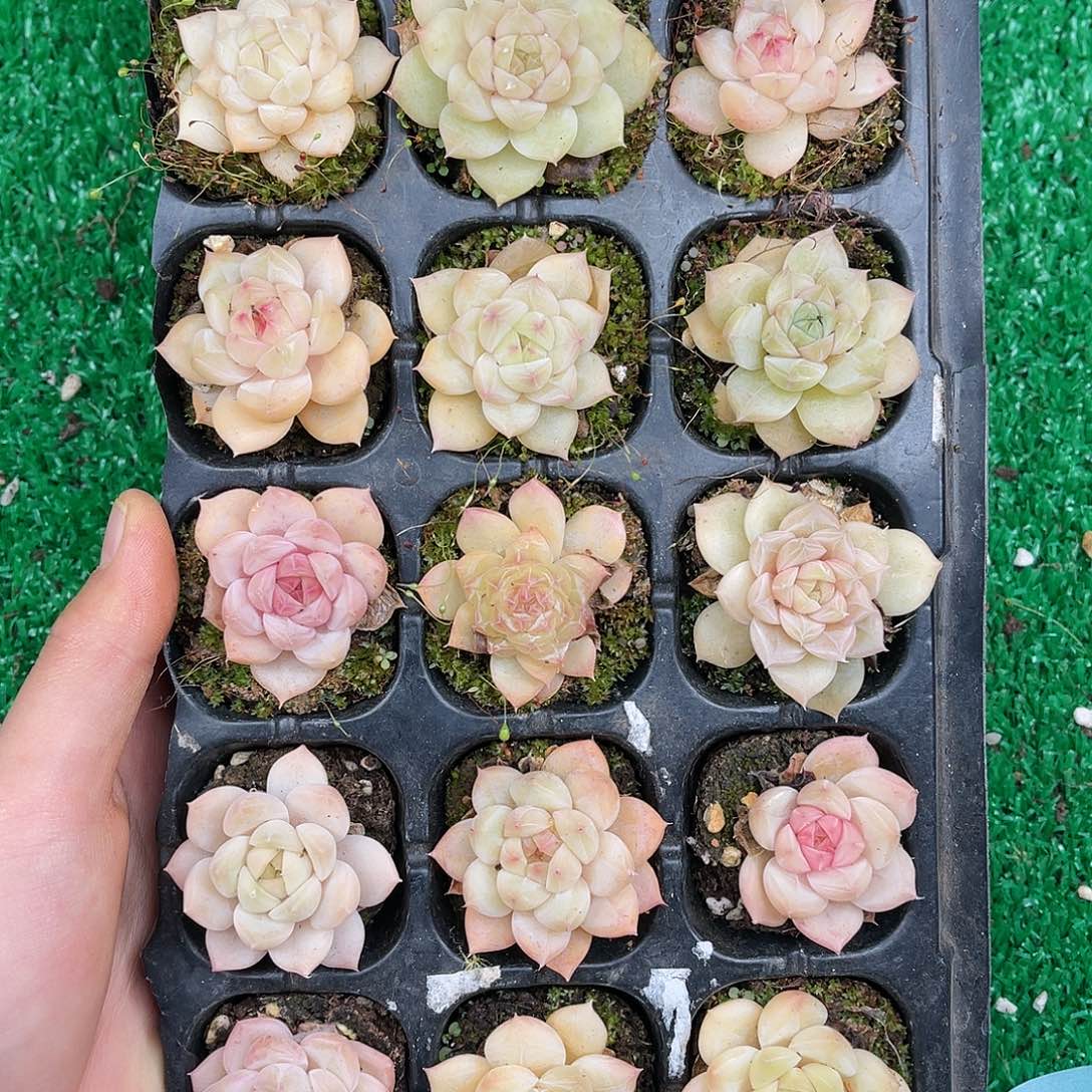 多肉一物一拍22-196