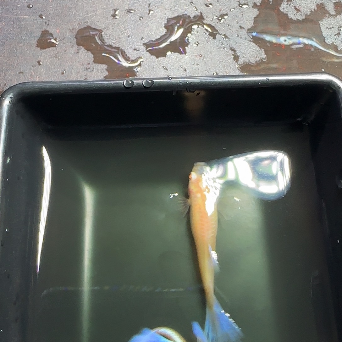 孔雀鱼紫白飞船一对