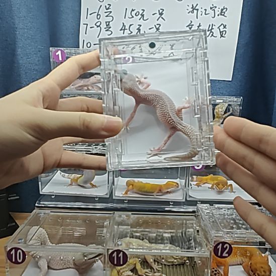 豹纹守宫3号超级铂金小亚成