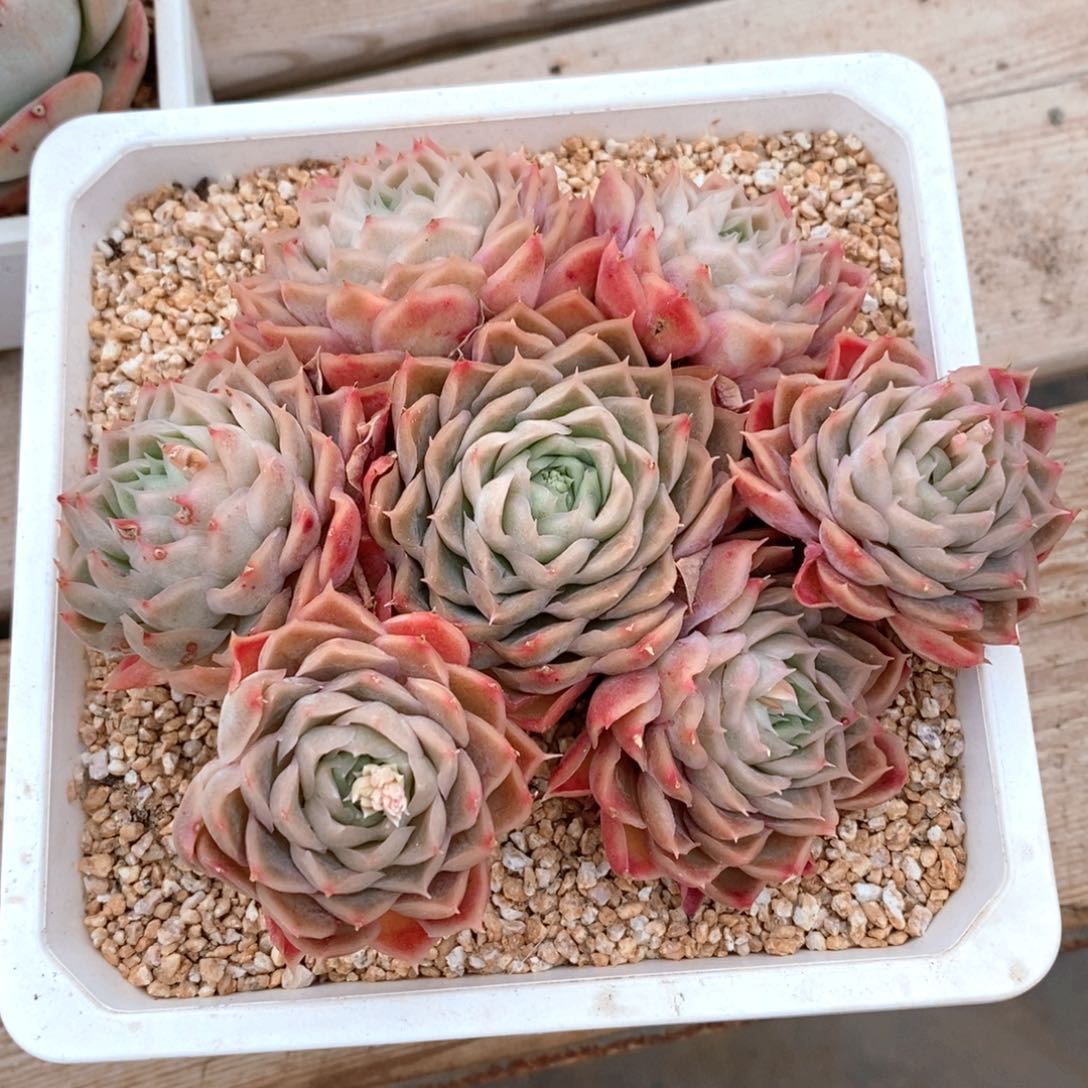 可问主播品种，下滑链接更多品种选择_510