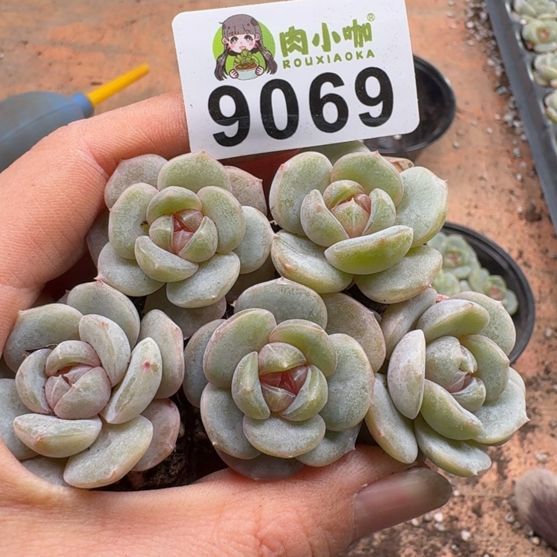 多肉植物多肉植物