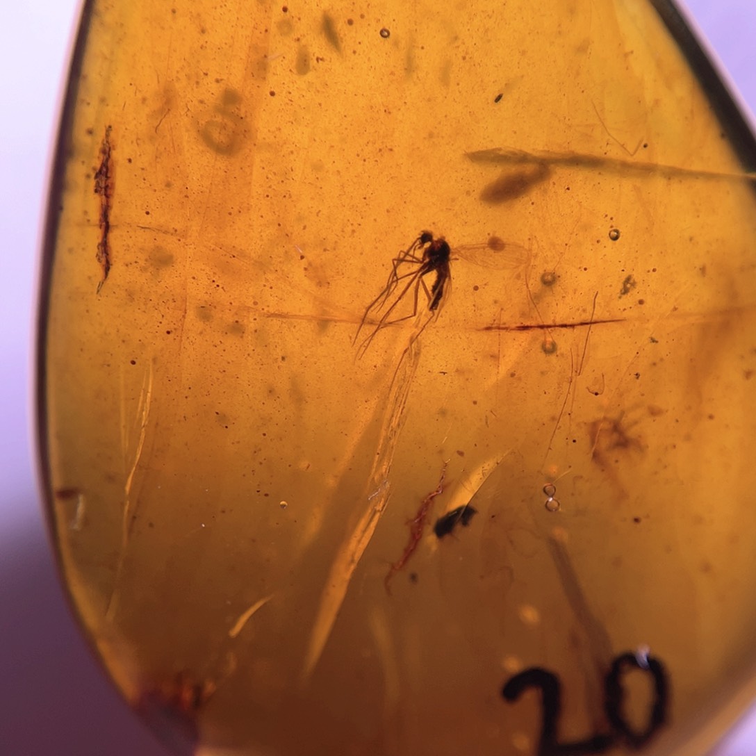 琥珀裸石未镶嵌！