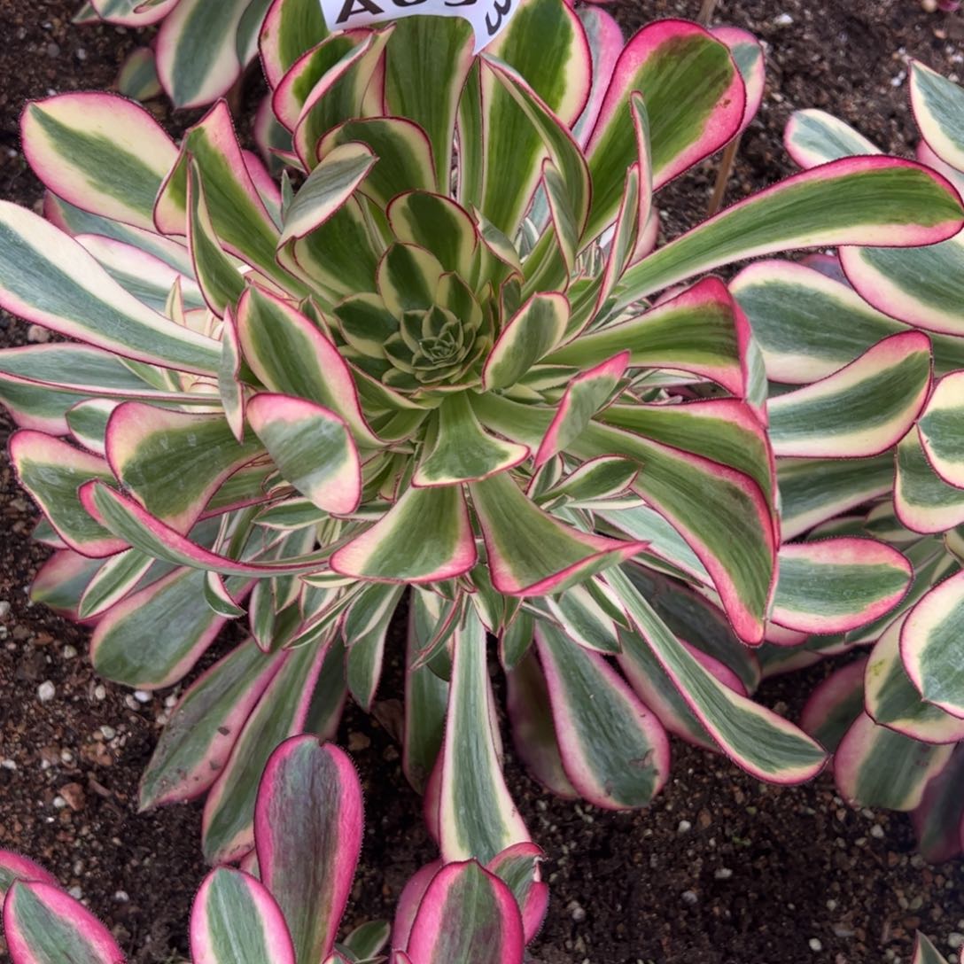 053冰淇淋多肉植物