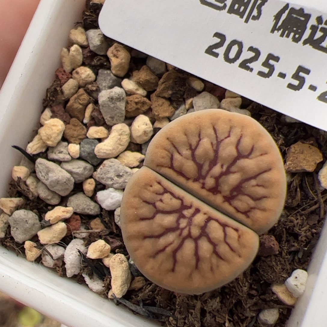 0207号 线招福 多肉植物
