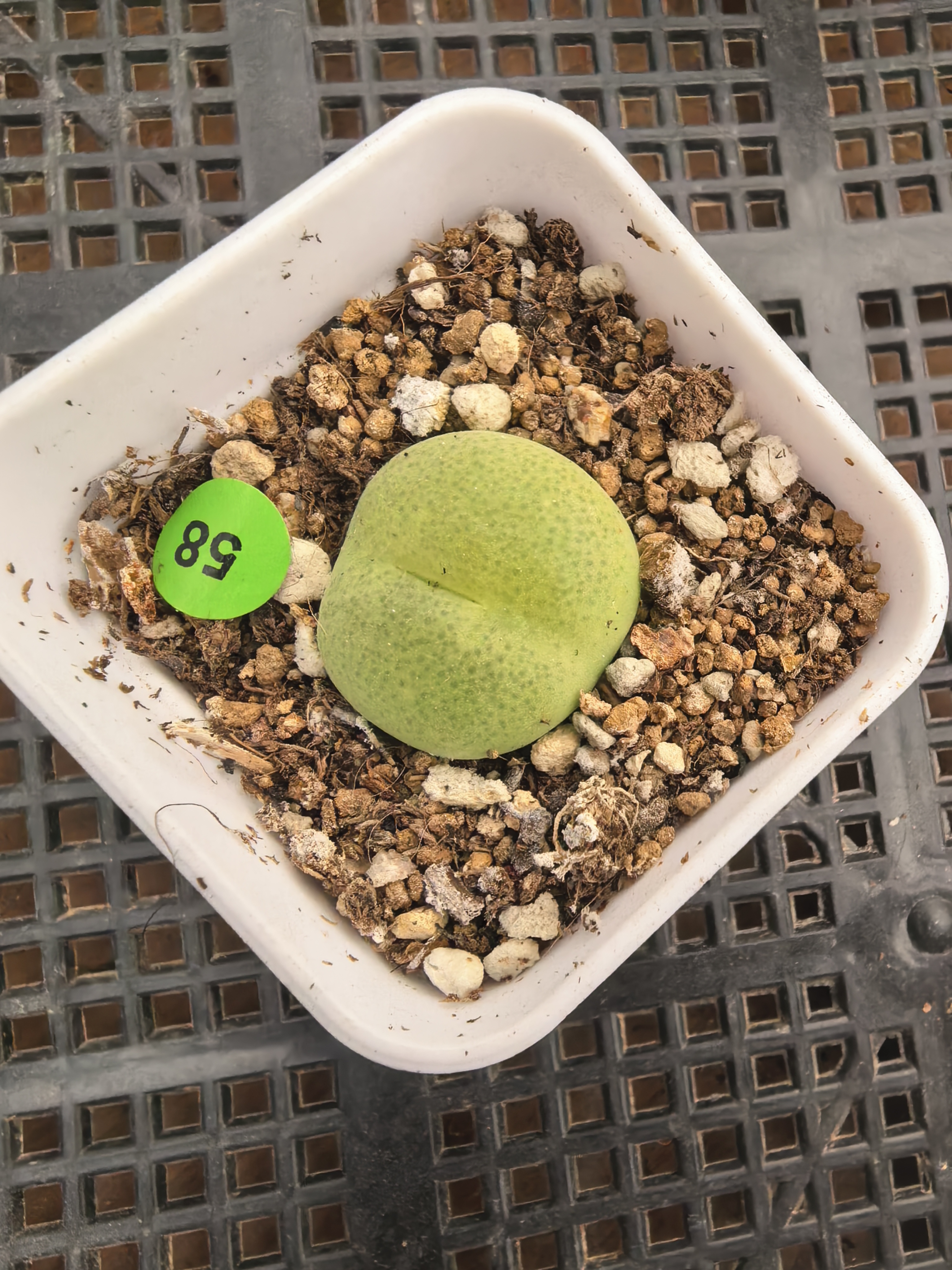 翠光玉带盆2.3CM多肉